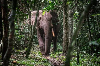 Forest elephant in Ndoki