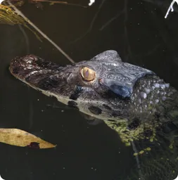 Image by WCS