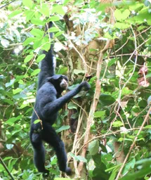 Image by WCS
