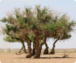 Image by buuveibaatar@wcs.org