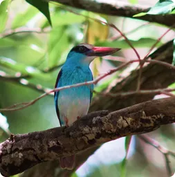 Image by aboveda@wcs.org