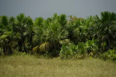 Mauritia flexuosa