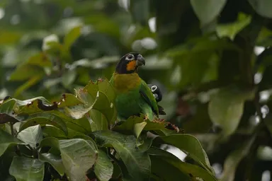 Pyrilia barrandi