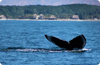 Image by jmoreira@wcs.org