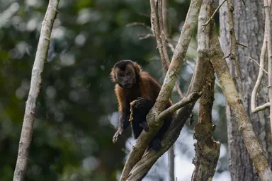 Cebus apella