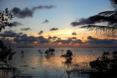 Red mangrove