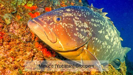 prome-mero-mexicanot-1024x576.jpg