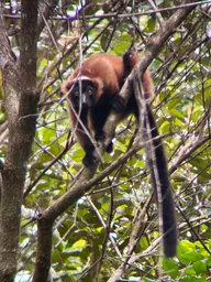 2023_Bioparc_Farankaraina_Varis roux (7).jpeg
