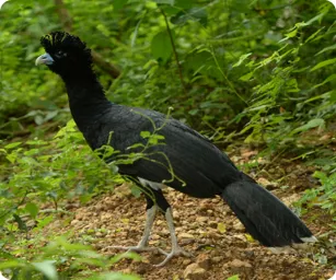 Image by psalcedo@wcs.org