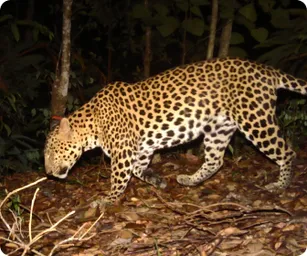 Image by WCS