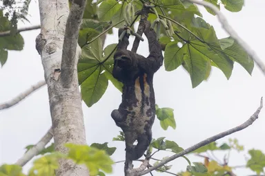 Bradypus variegatus