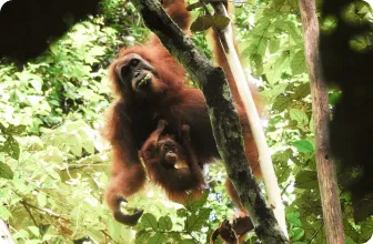 Image by Abdul Khaliq Hasibuan