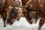 Reintroduction of European Bison in Azerbaijan