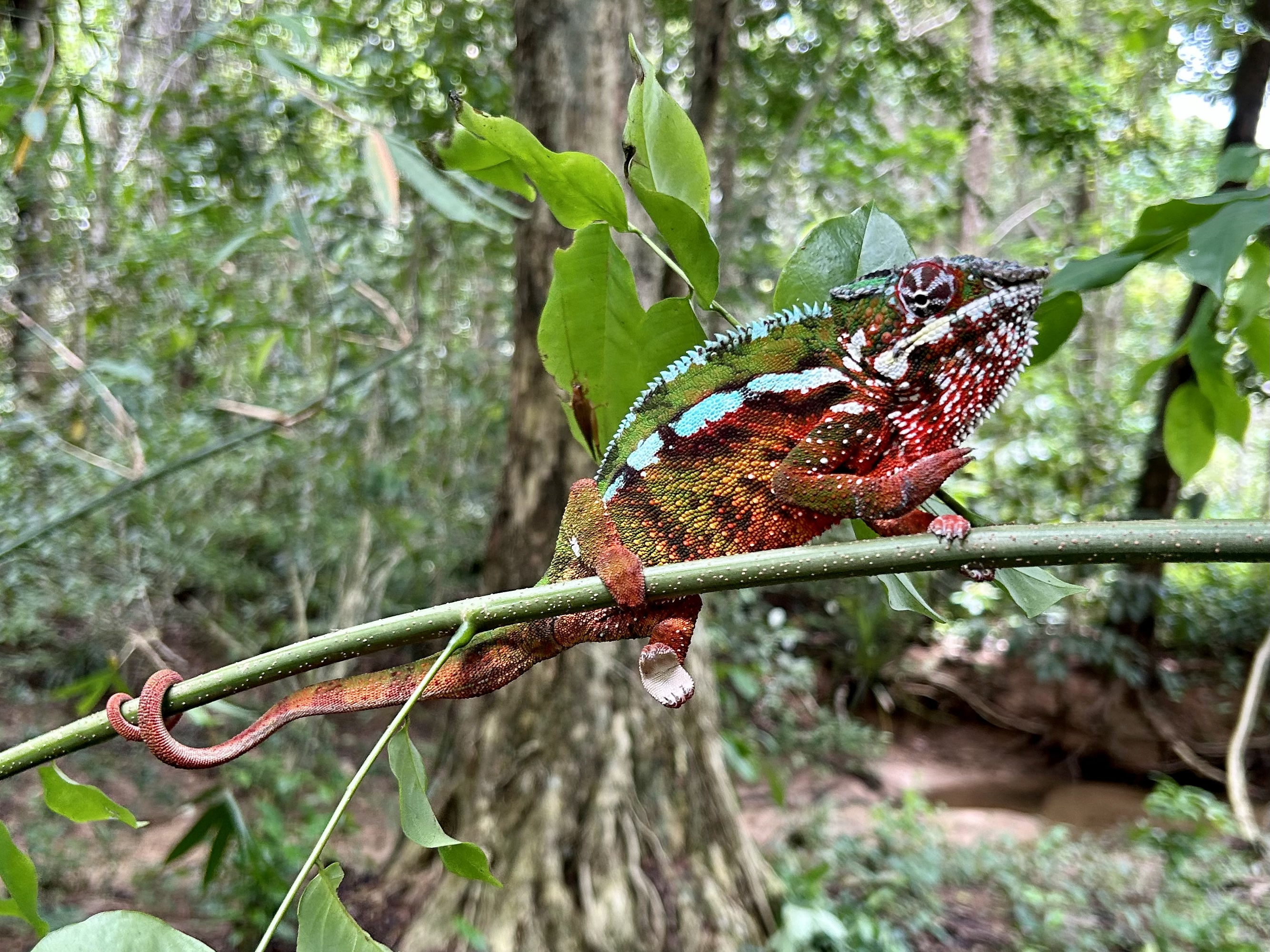 2023_Bioparc_Farankaraina_Caméléons léopard (1).jpeg