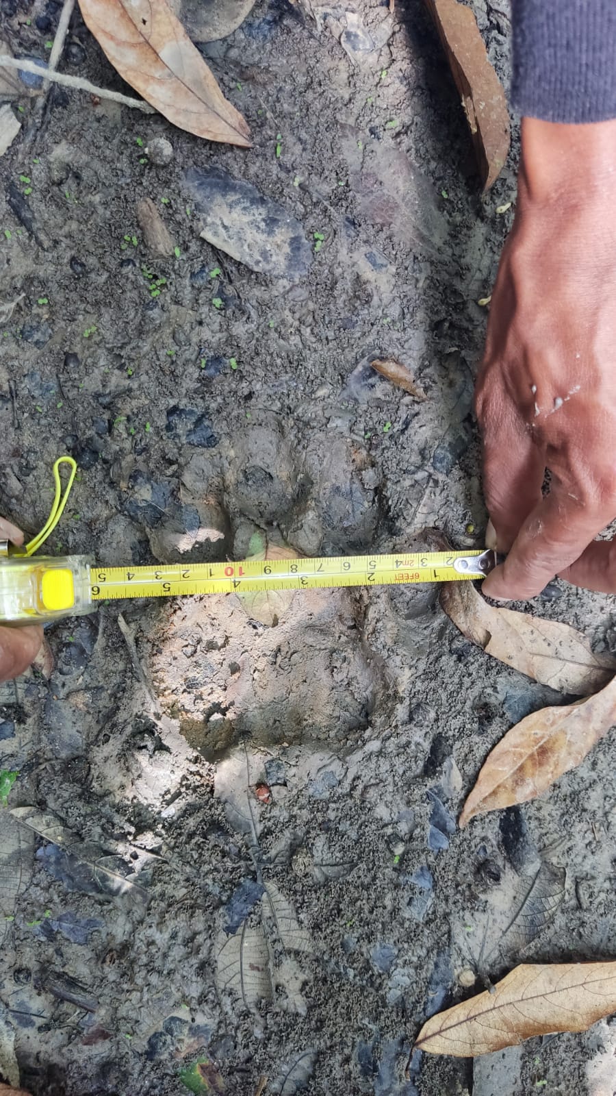 Measuring of tiger footprint in WKNP.jpeg