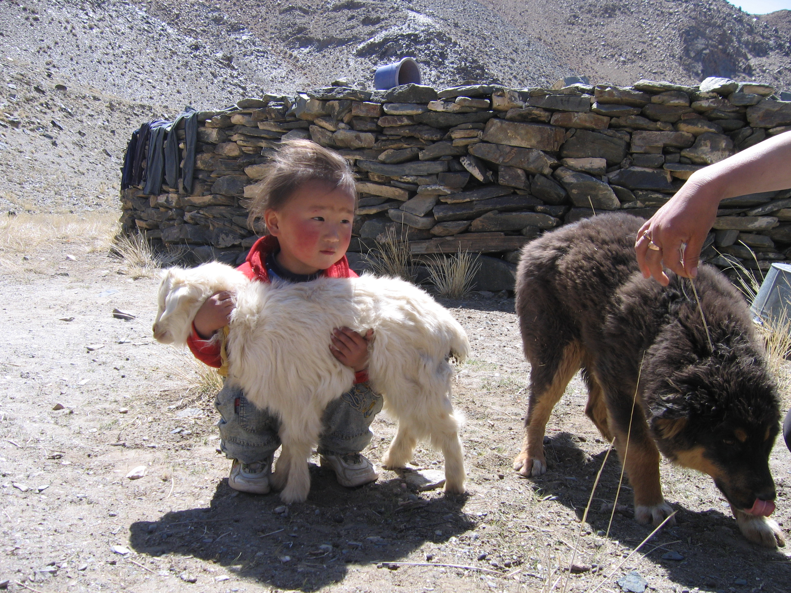 child livestock little girl holding goat 3 Shawna.jpg