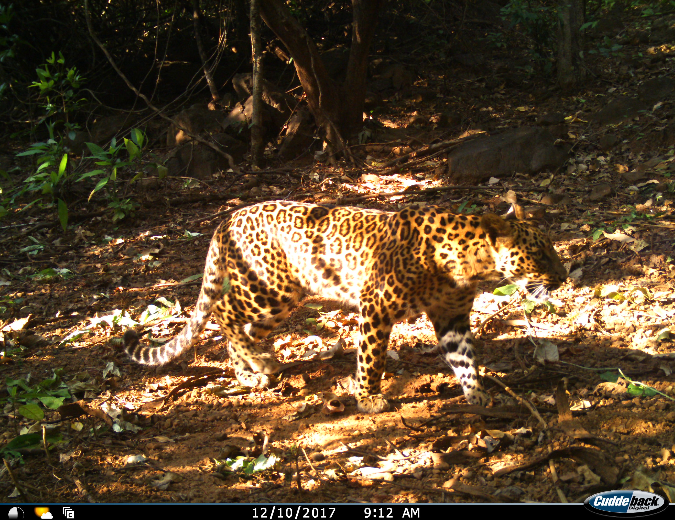 Indian Leopard-female-Nayari-Prachitgad02.JPG