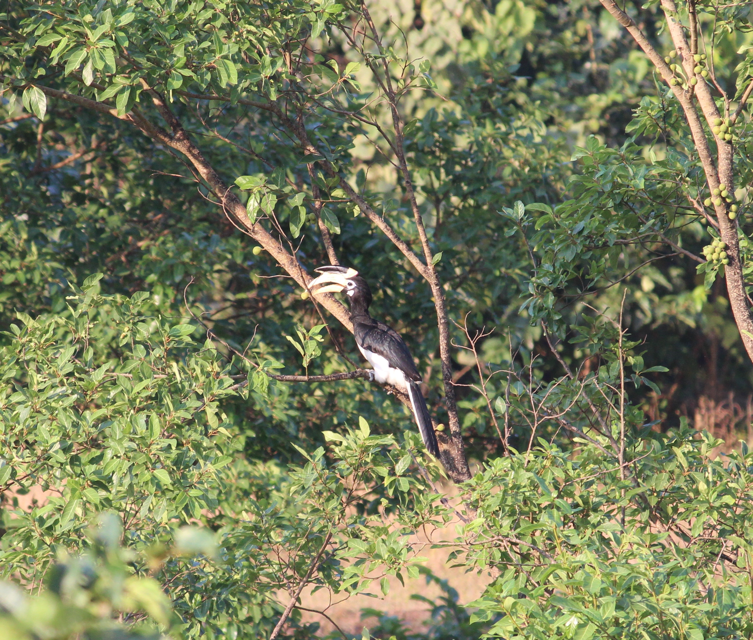 Malabar Pied Hornbill-Tiware community reserve site.JPG