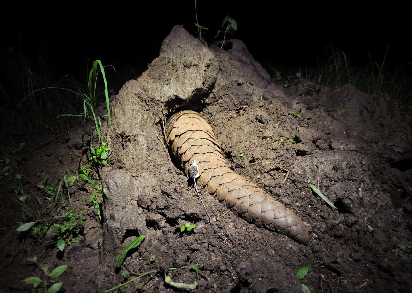 Released Radio Tagged Pangolin Released Enters a Burrow