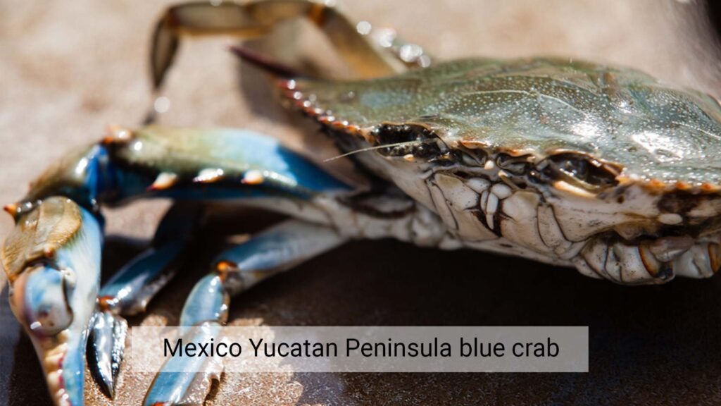 Mexico-Yucatan-Peninsula-blue-crab-t-1024x576.jpg