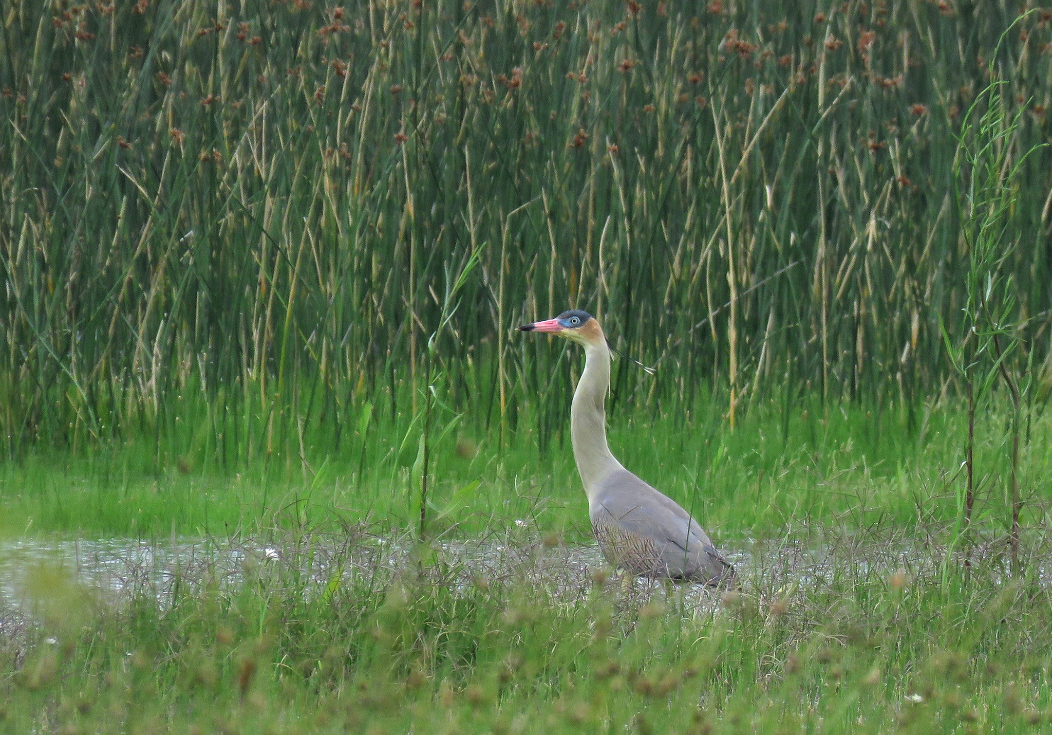 fauna Santa Catalina.jpg