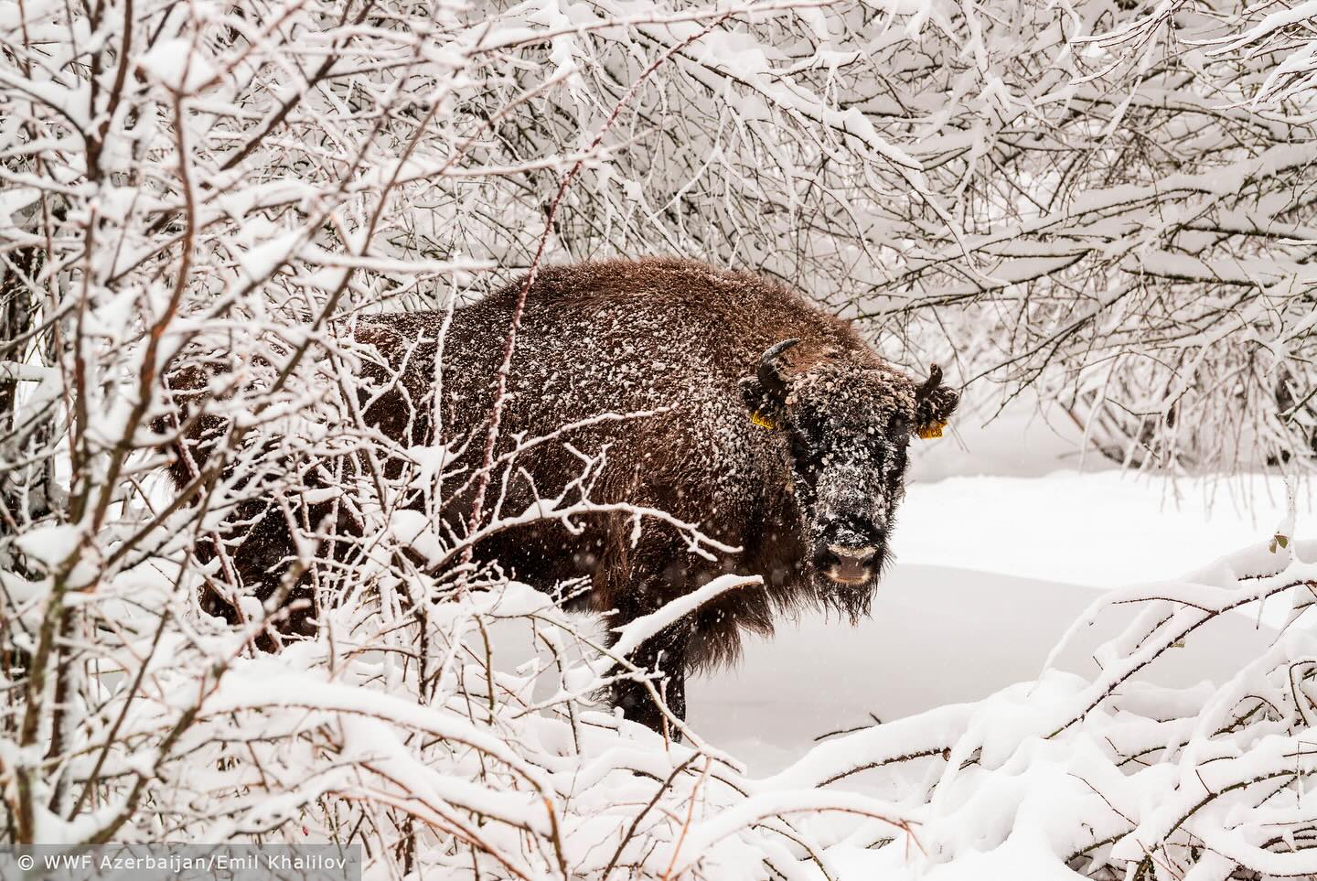 2023-Bison 6-Shahdag National Park-(c) WWF Azerbaijan-Emil Khalilov.jpg