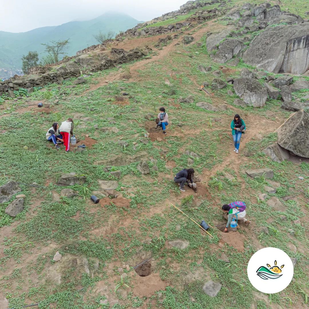 Lomas de lima reforestacion.jpg