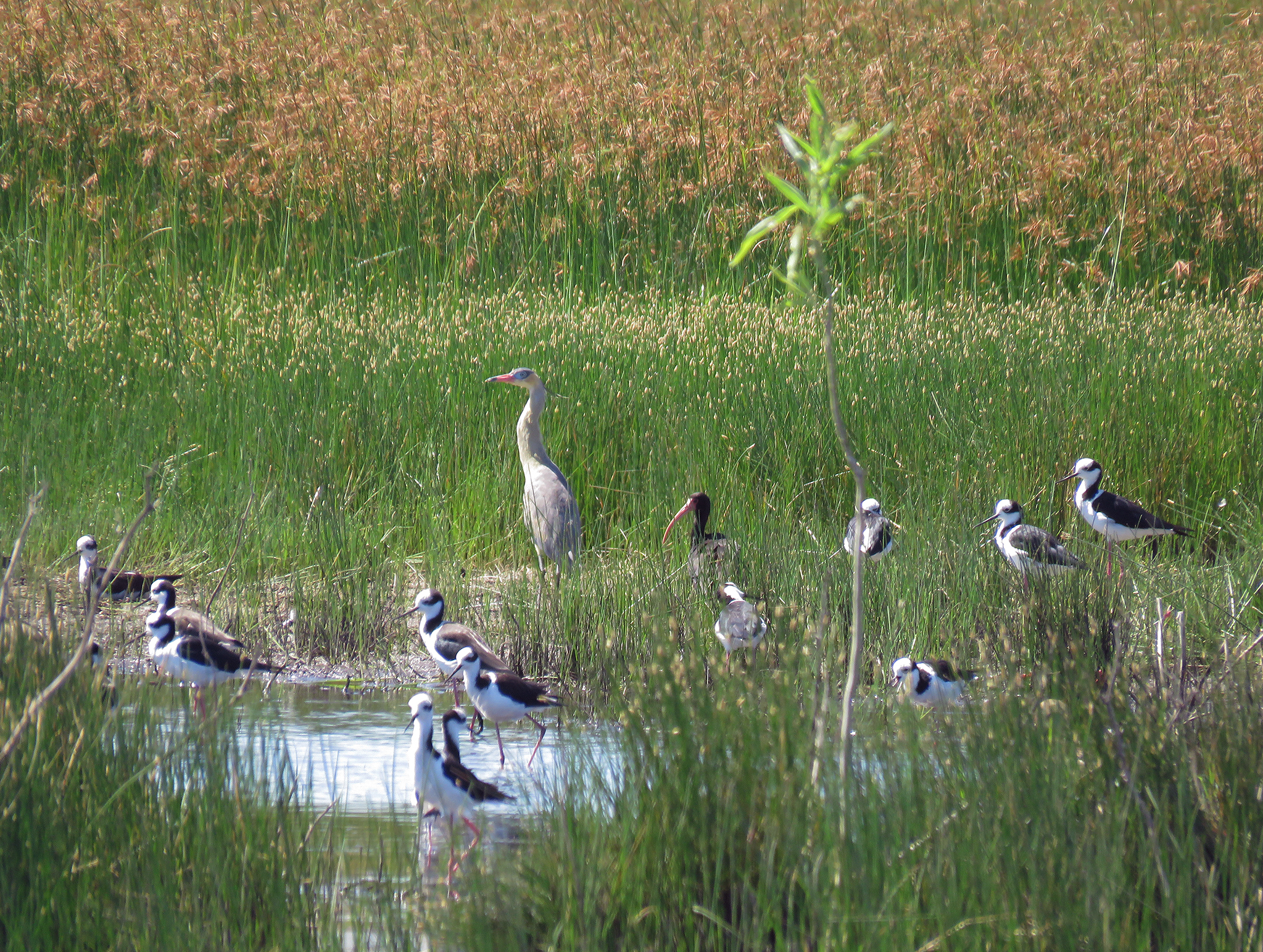 Aves en el humedal 2 - Santa Catalina.jpg