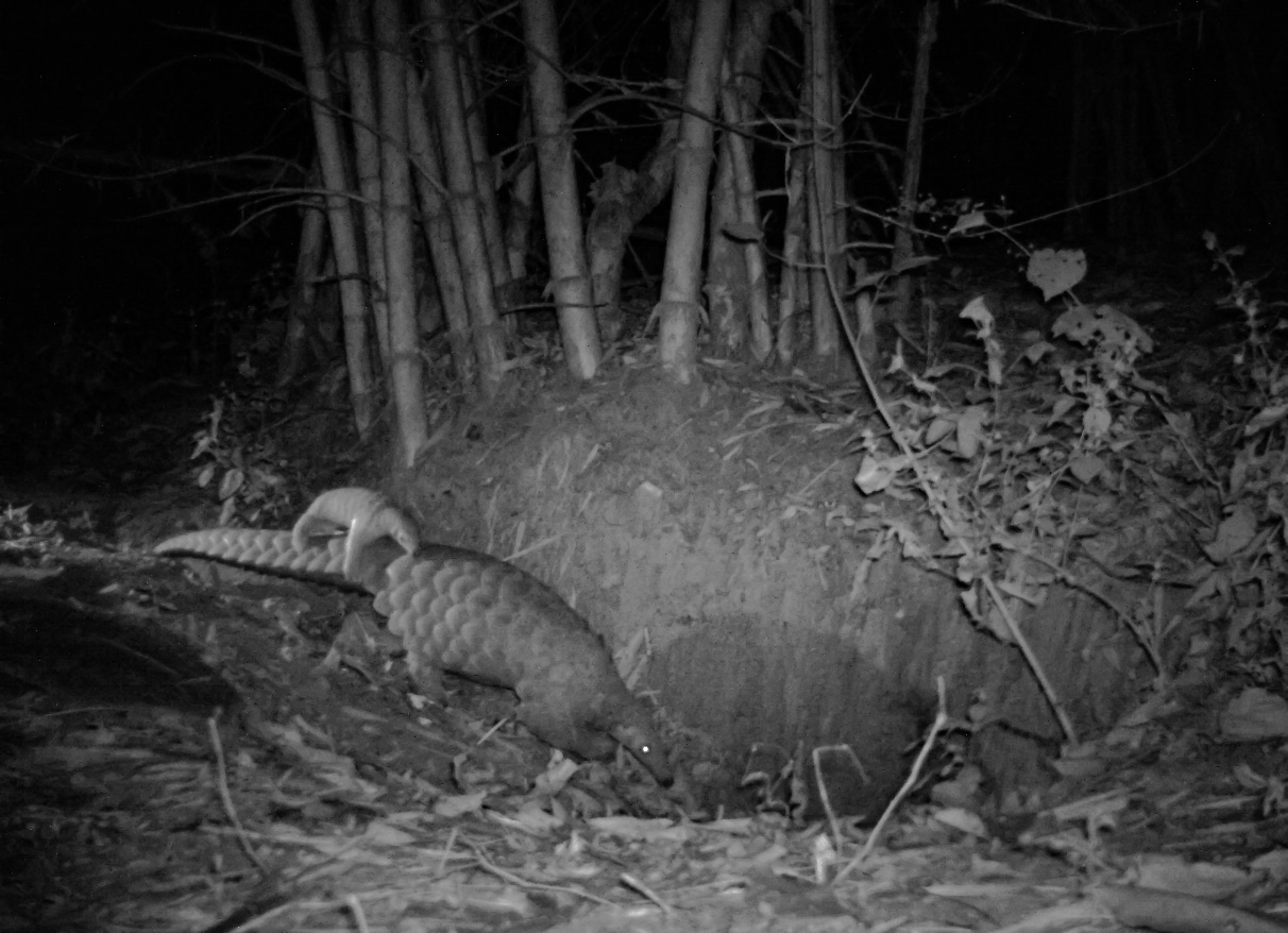 Tagged Pangolins With a Baby on Their Back