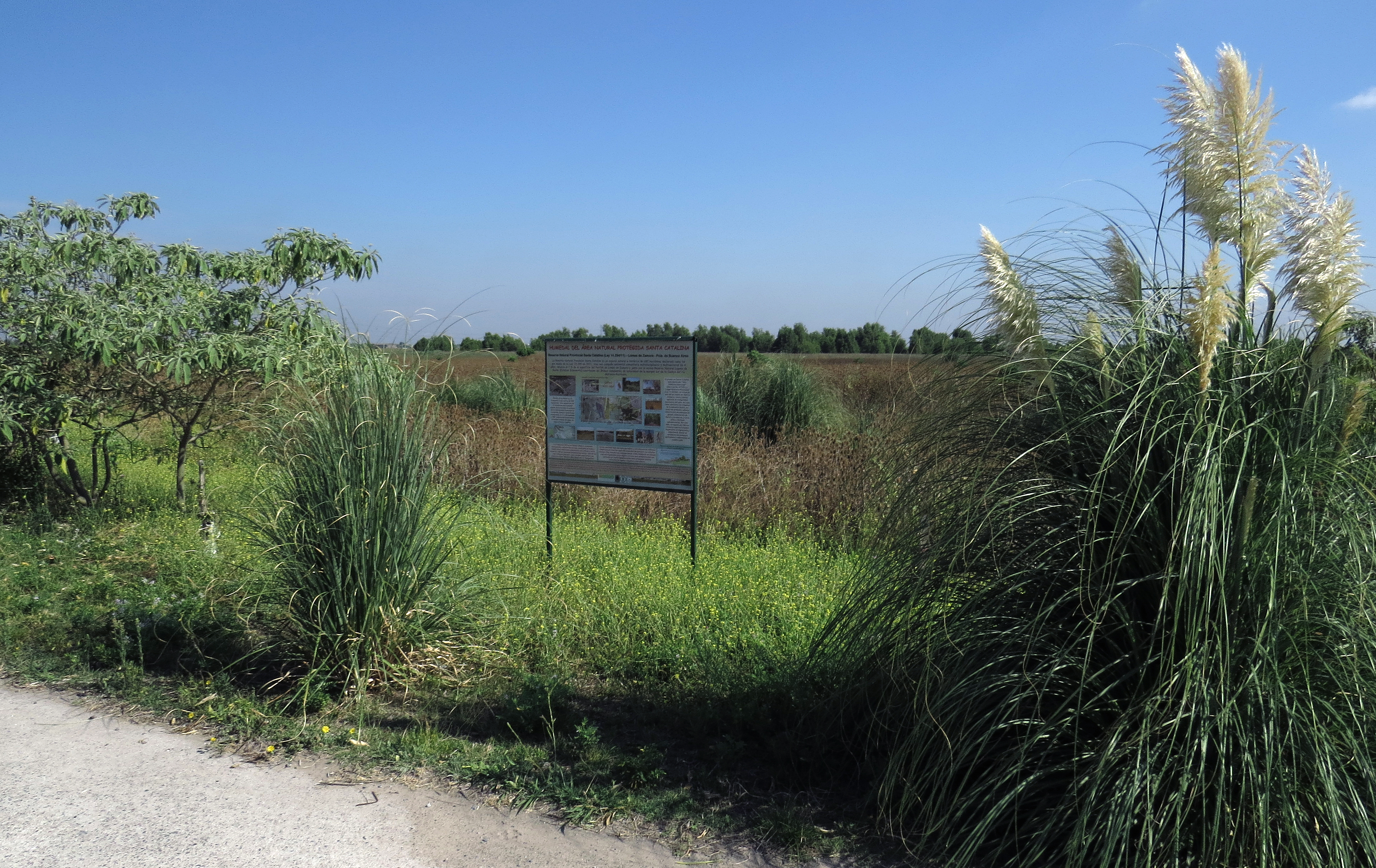 Borde de contacto entre el Campus y el humedal-Restauración ecológica - Santa Catalina.jpg