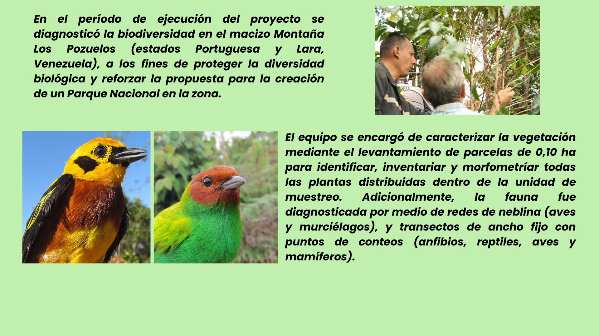 PROPUESTA WEB PROYECTO ASOCIACIÓN CIVIL JABIRU - VITALIS - EMBAJADA BRITÁNICA  (2).png