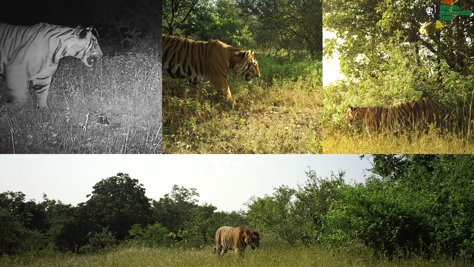 3 Photographs of Tigers Captured in Camera Traps in the Tillari and Chandgad Conservation Reserves in 2021 22 Credit Wct