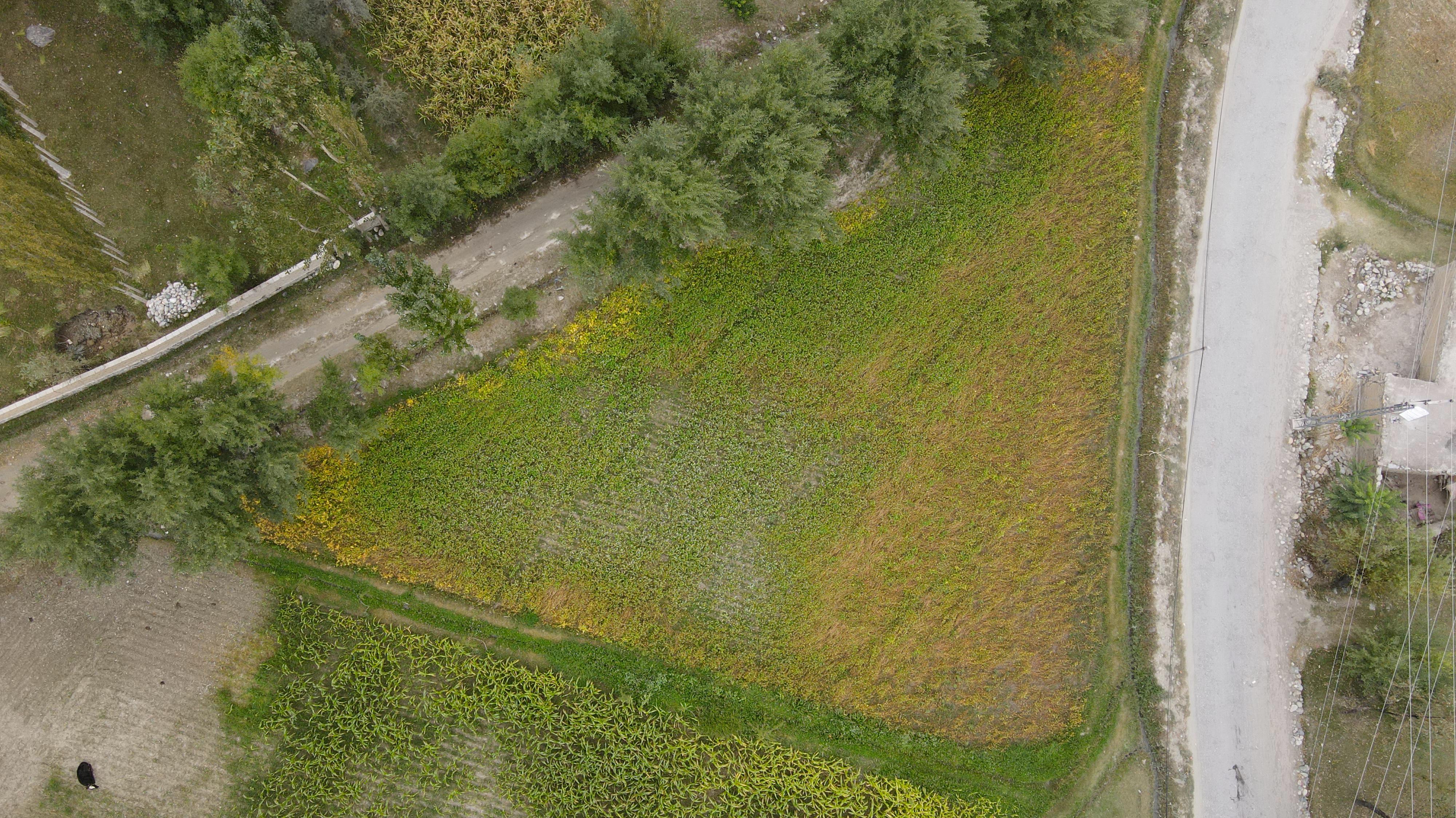 Regenerative Agriculture Buckwheat