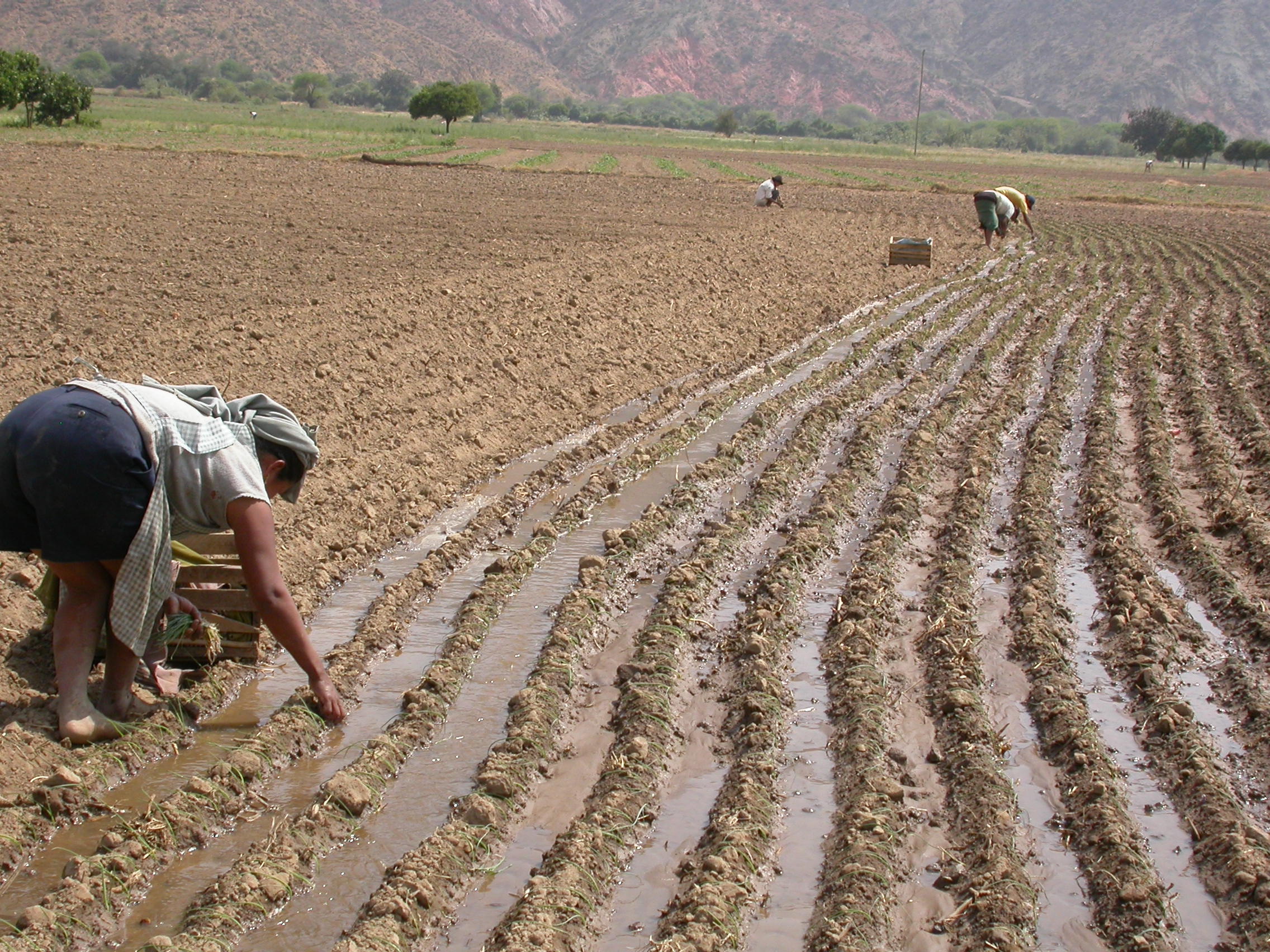 local-community-member-preparing-their-agricultural-field-surrounding-the-red-fronted-macaw-reserve_31389337442_o.jpg