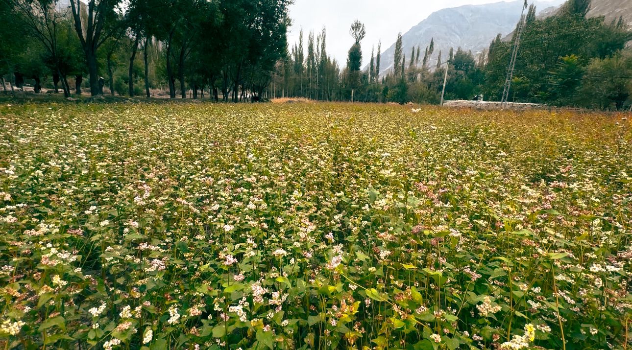 Buckwheat Field