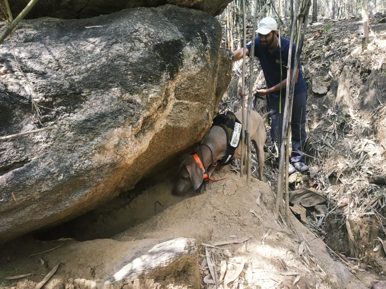 Moya Indicating Pangolin Burrow