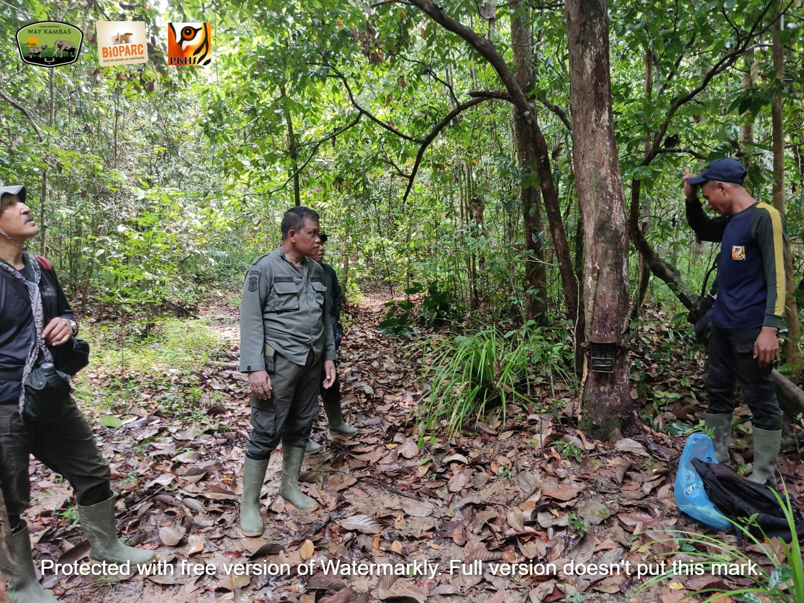 Checking camera traps in the Resort Kuala Kambas area.jpeg