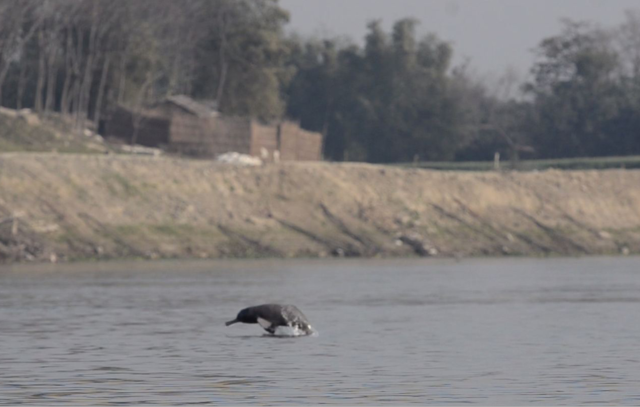 Image 3 a Ganges River Dolphin Calf Soumen Bakshi