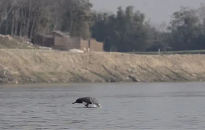 Image 3 a Ganges River Dolphin Calf Soumen Bakshi