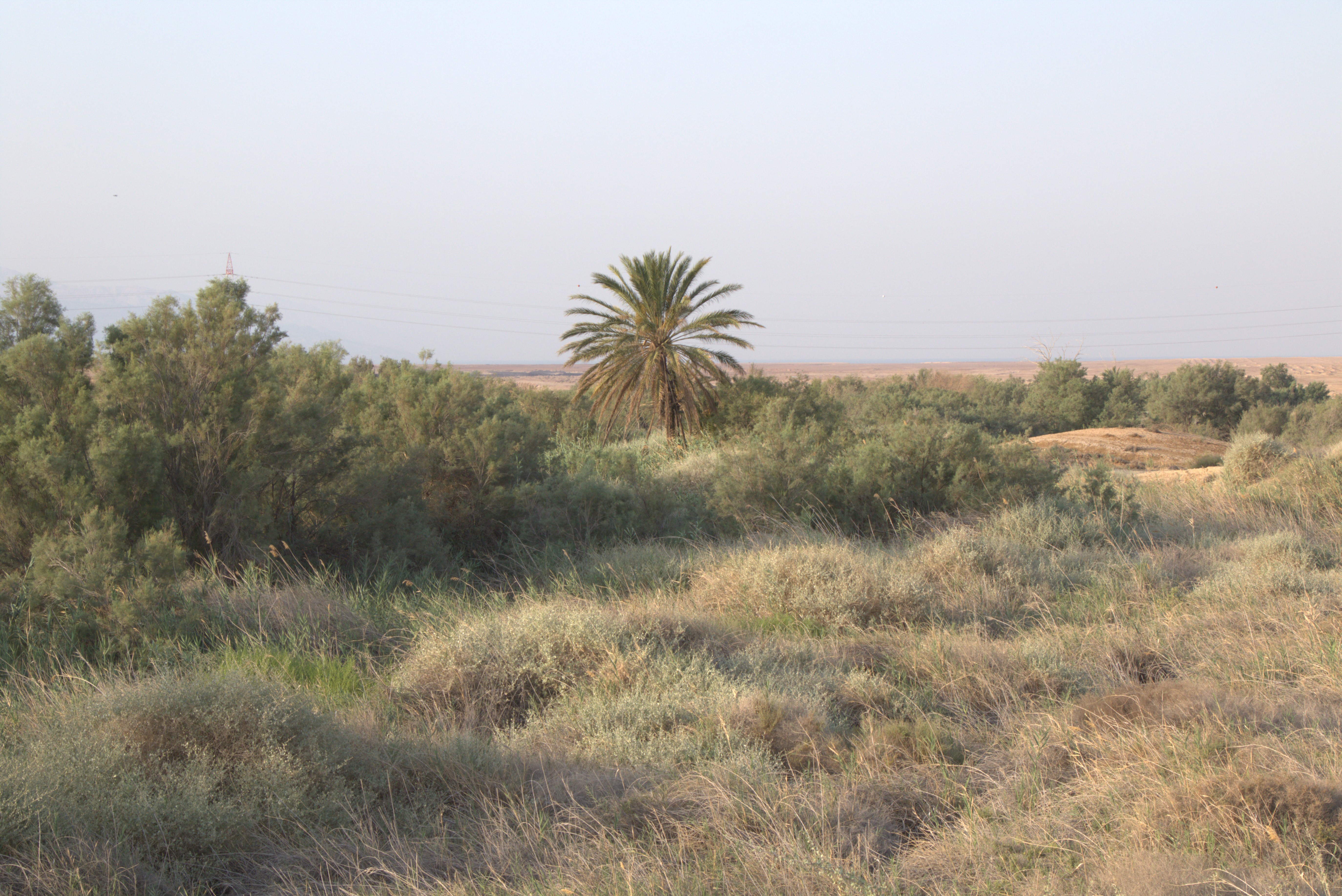 habitat ungrazed.jpg