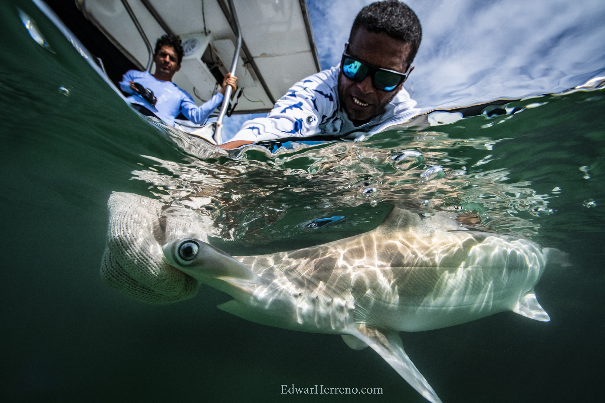 Shark Sanctuary Restoration (4).jpg