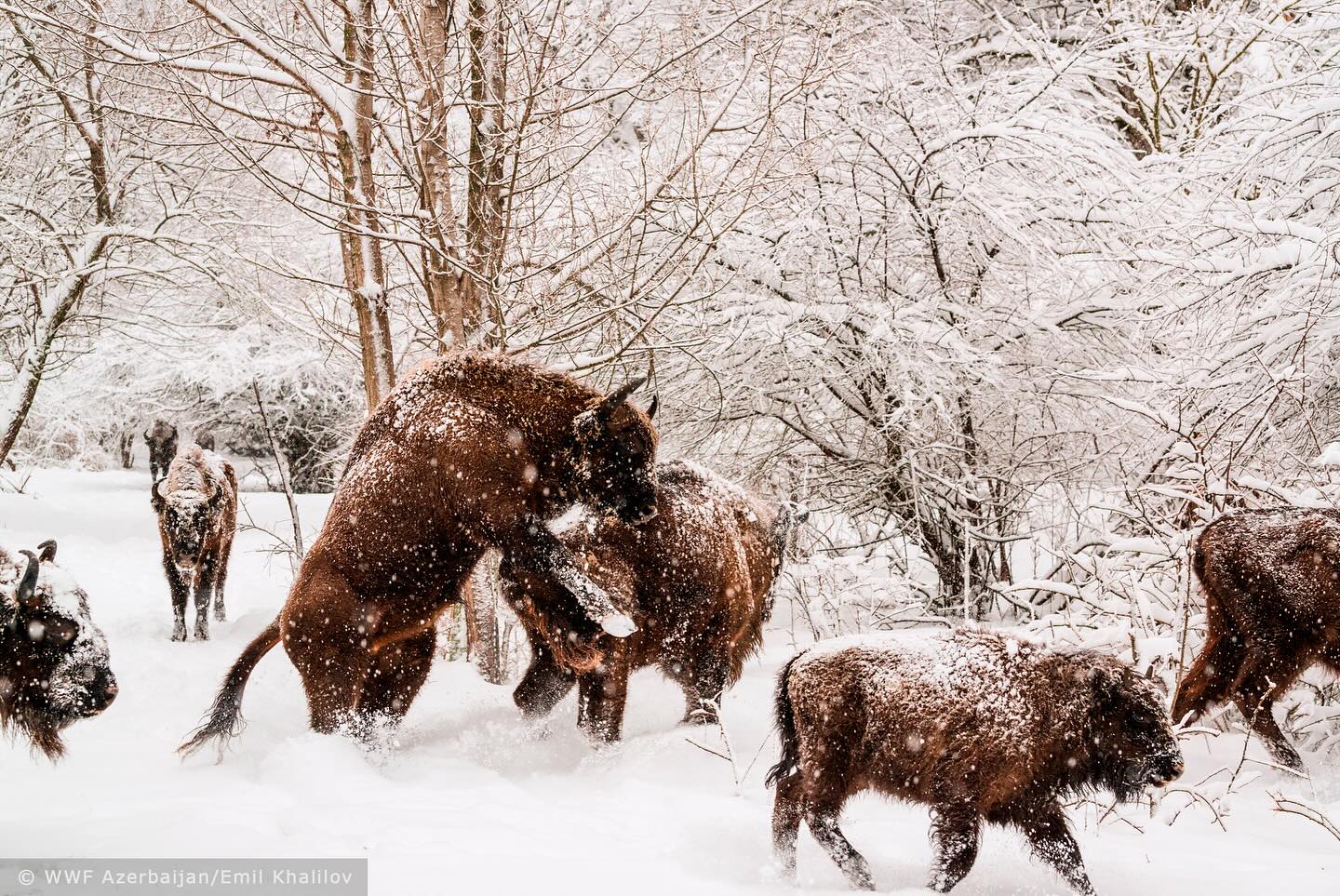 2023-Bison 5-Shahdag National Park-(c) WWF Azerbaijan-Emil Khalilov.jpg