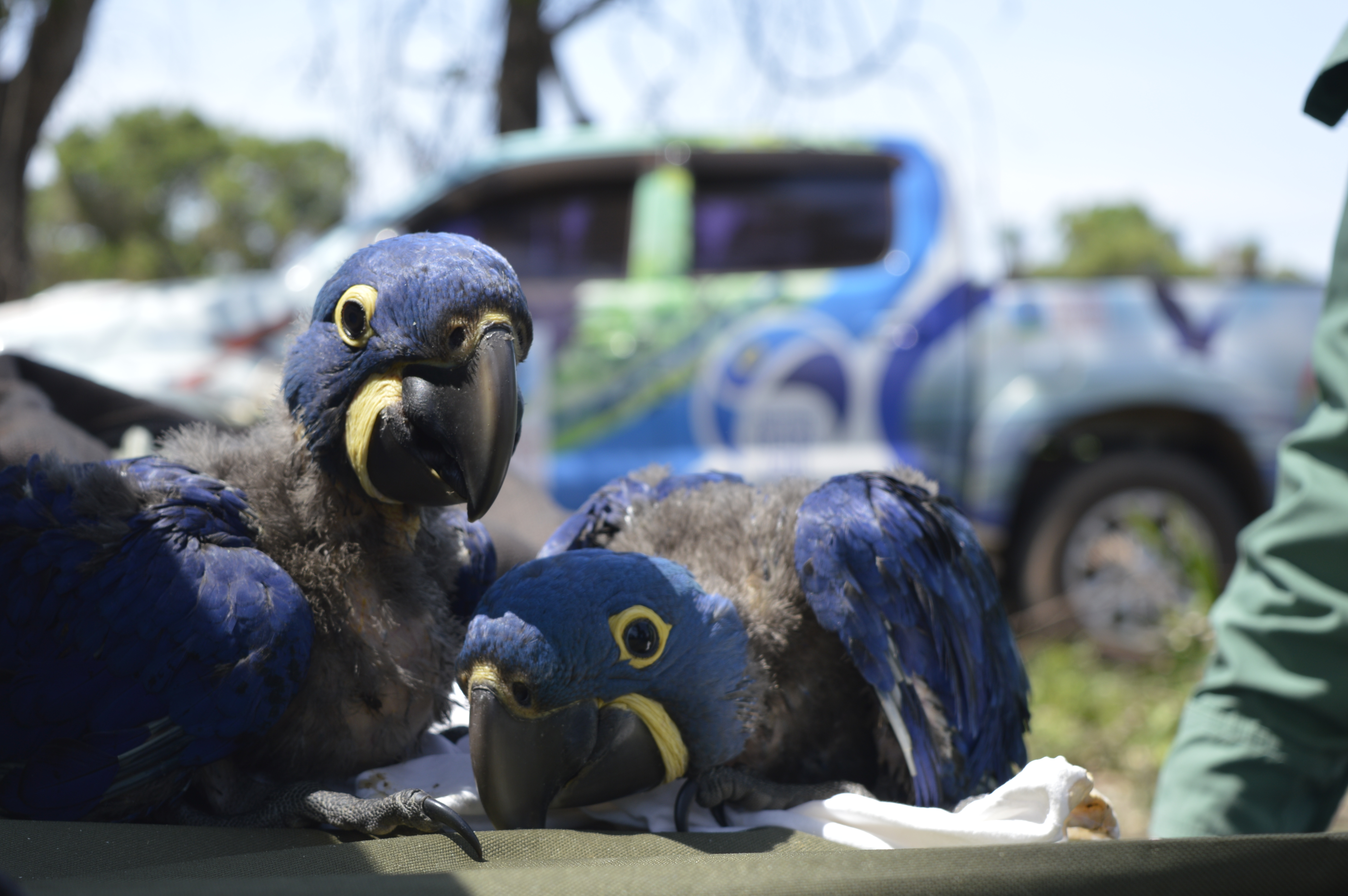 Filhotes de arara azul de 66 e 63 dias-ninho 2272_Foto Fernanda Fontoura.JPG