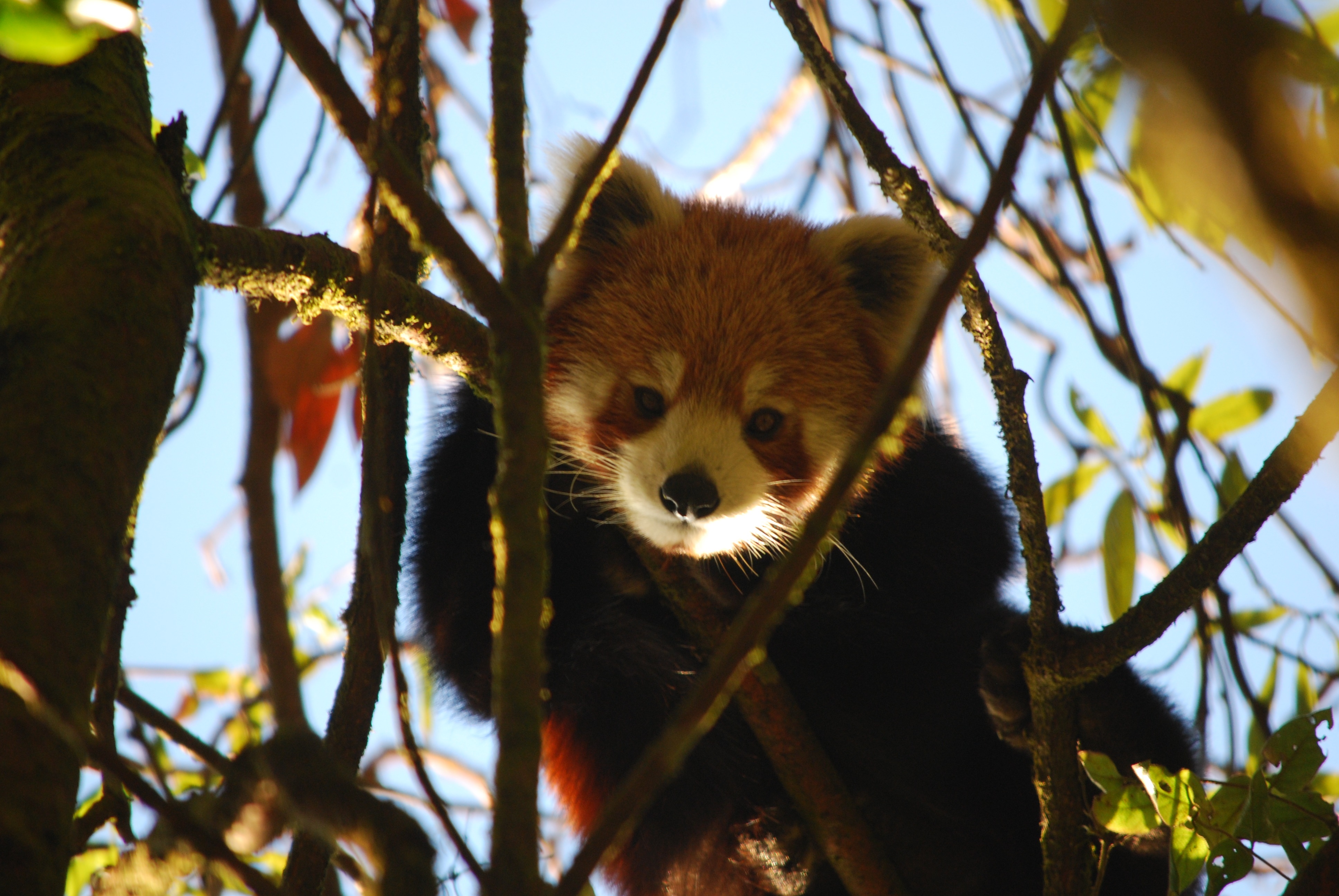 RPN_Red Panda in forest.jpg