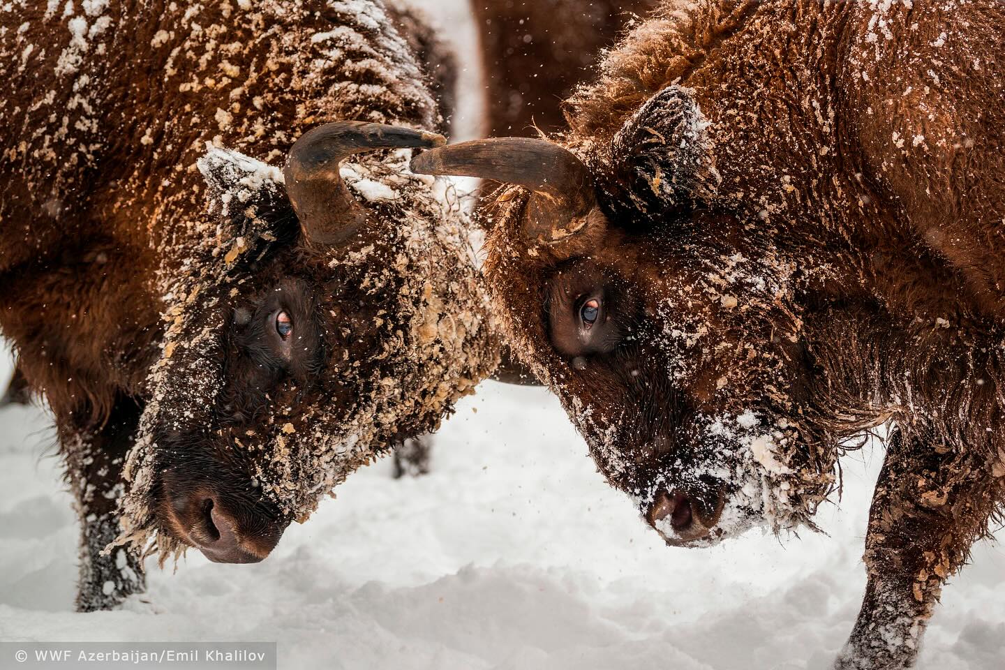 2023-Bison 1-Shahdag National Park-(c) WWF Azerbaijan-Emil Khalilov.jpg