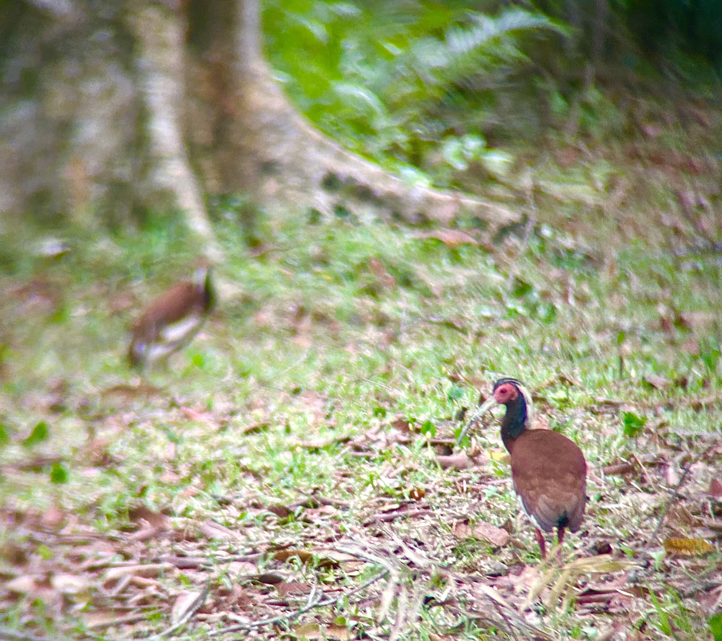 2023_Bioparc_Farankaraina_Ibis huppé (1).jpeg