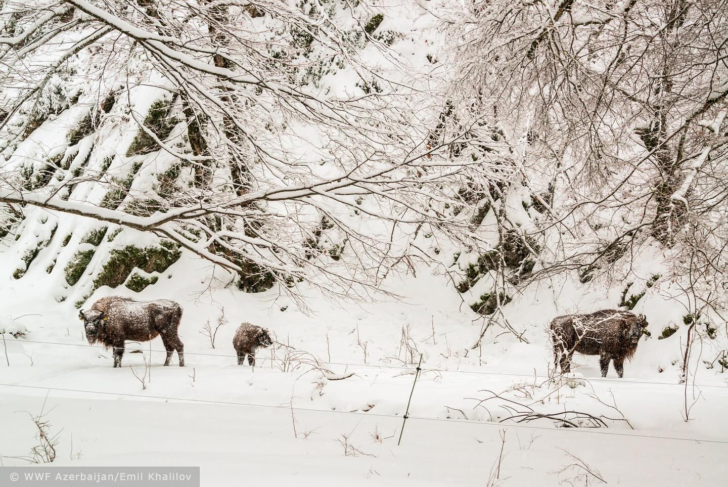 2023-Bison 9-Shahdag National Park-(c) WWF Azerbaijan-Emil Khalilov.jpg