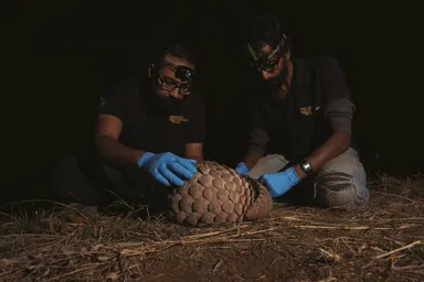 Wct’s Field Biologists in the Process of Radio Tagging a Pangolin