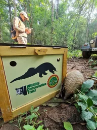 Pangolin Shifted to the Release Site in Specially Designed Transportation Box 