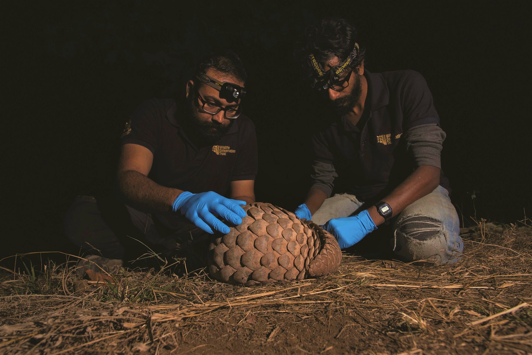 Wct’s Field Biologists in the Process of Radio Tagging a Pangolin (2)